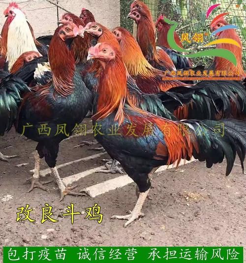 改良斗鸡苗，优良品种，高存活率，诚信第一，假一陪十