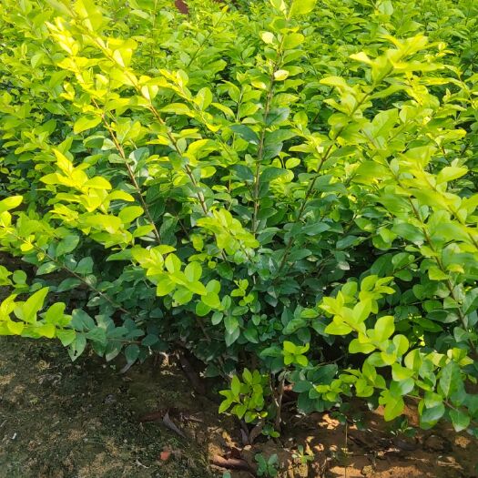 沭阳县 金叶女贞球子，质量杠杠的，有需要的客户欢迎前来洽谈与参观
