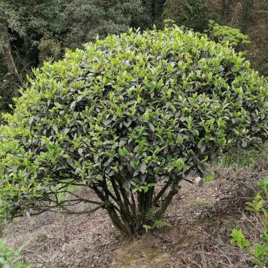 金秀县高山古树红茶  金秀高山古树茶