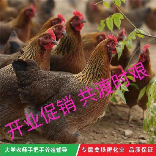 南宁清远麻鸡苗  鸡苗，，质量保证，包邮，出壳第一针，欢迎订购