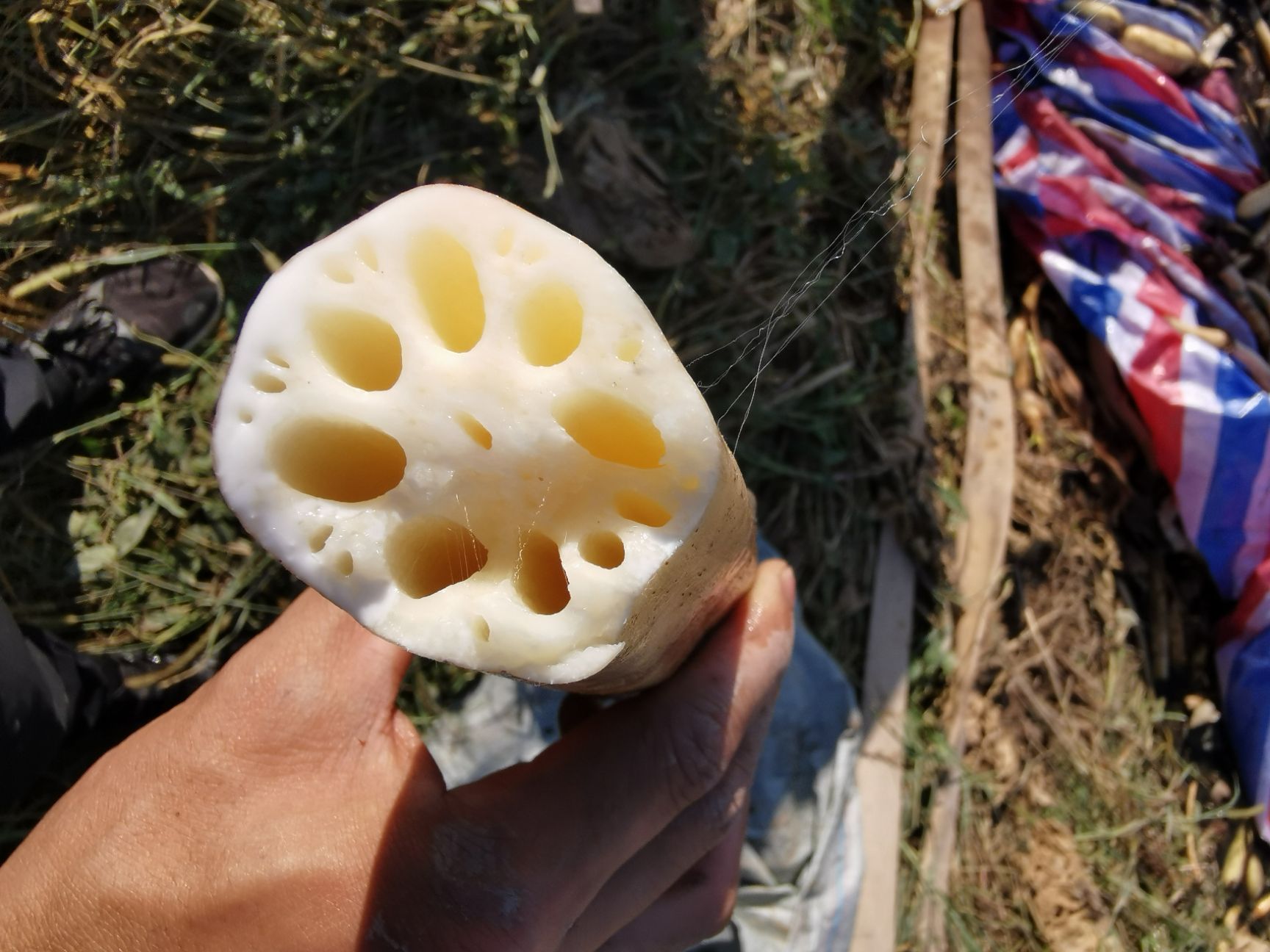 莲藕  莲头藕头   产地直供  助农产品  一手货源  新鲜品质