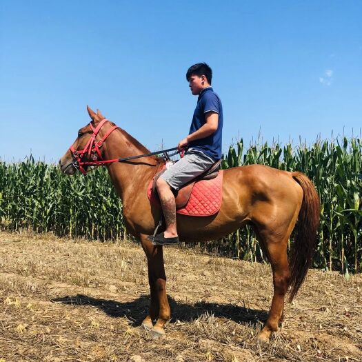 嘉祥县国产改良马肩高1.6米骟马温顺老实训话成熟，速度可快可慢