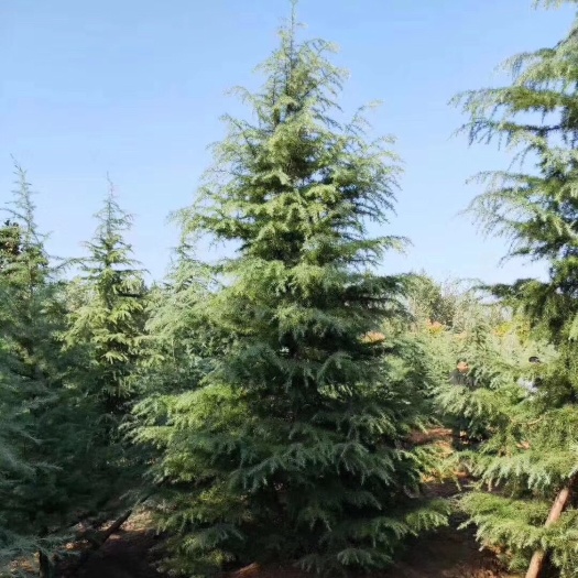南京普通雪松  做雪松我们是专业的，货源充足，质量保证