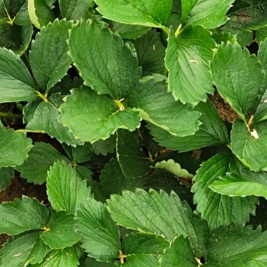 平度市章姬草莓苗  奶油草莓苗  甜宝莓嫁植苗，根系发达，果形优美