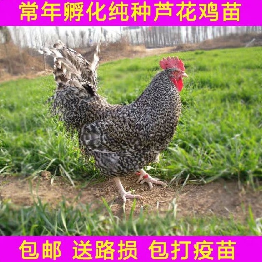 南宁芦花鸡苗  芦花鸡，鸡苗，正品种，包打疫苗包邮，欢迎致电