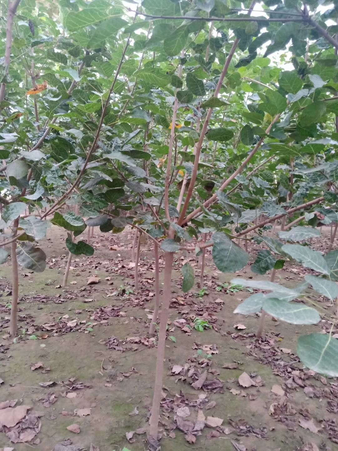 丛生黄栌  黄栌河北保定正宗黄栌价格黄栌厂家黄栌小苗批发黄栌