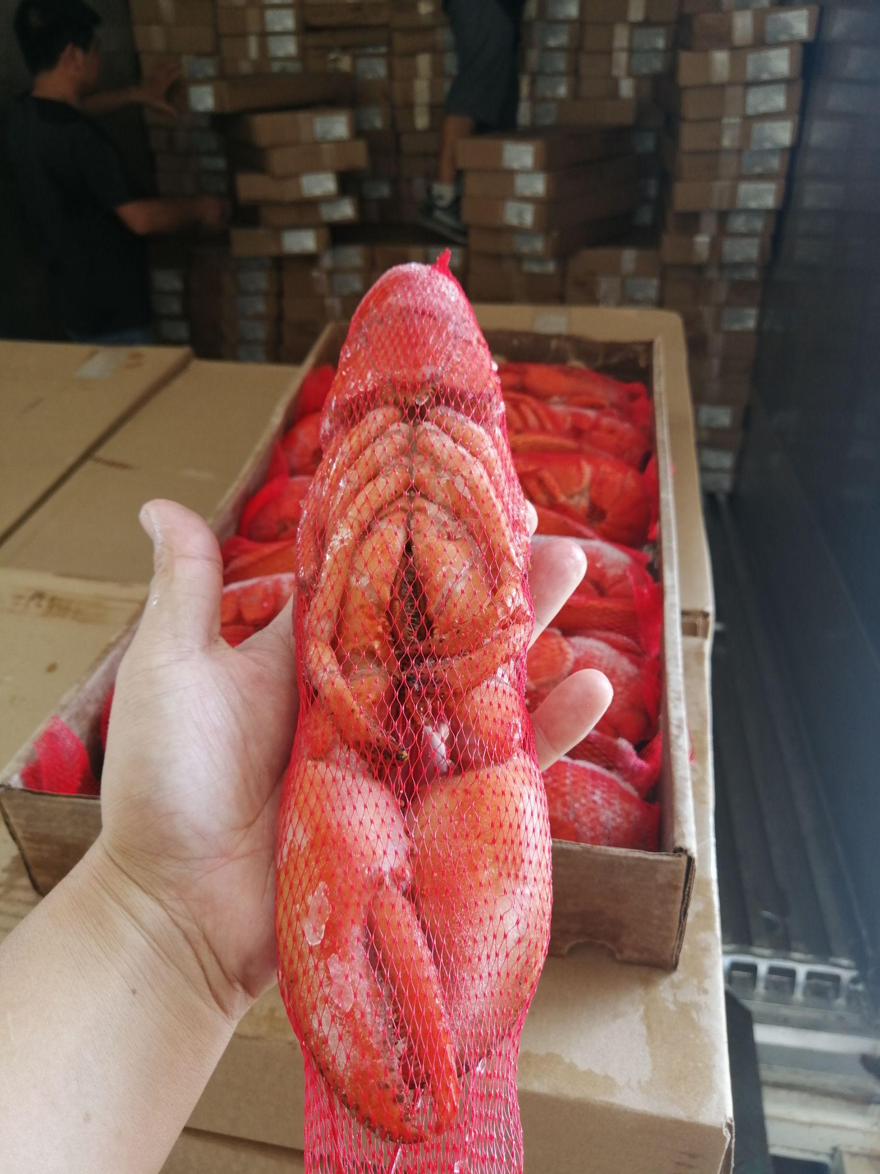  熟冻波士顿龙虾