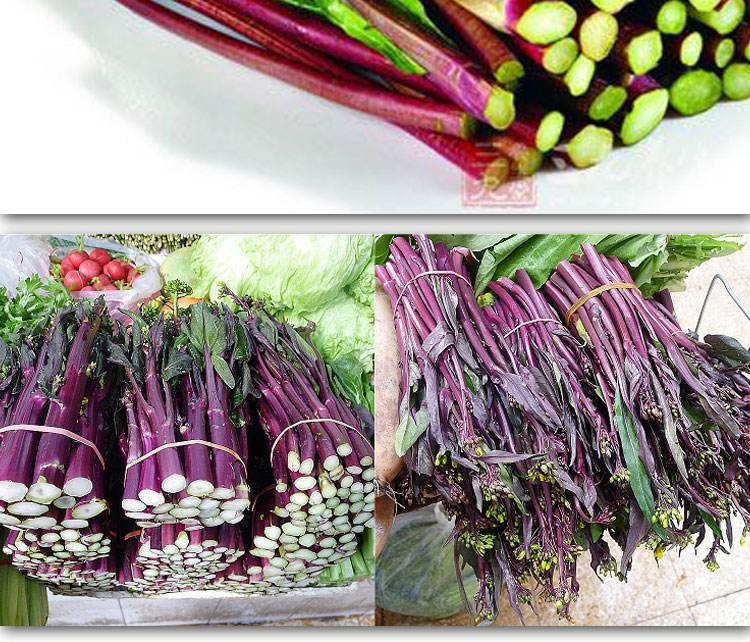 百亩红菜苔开始种植，千亩基地寻求采购