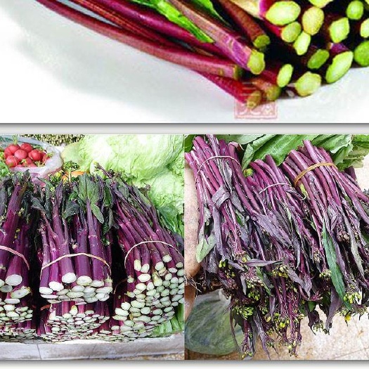 岑巩县百亩红菜苔开始种植，千亩基地寻求采购