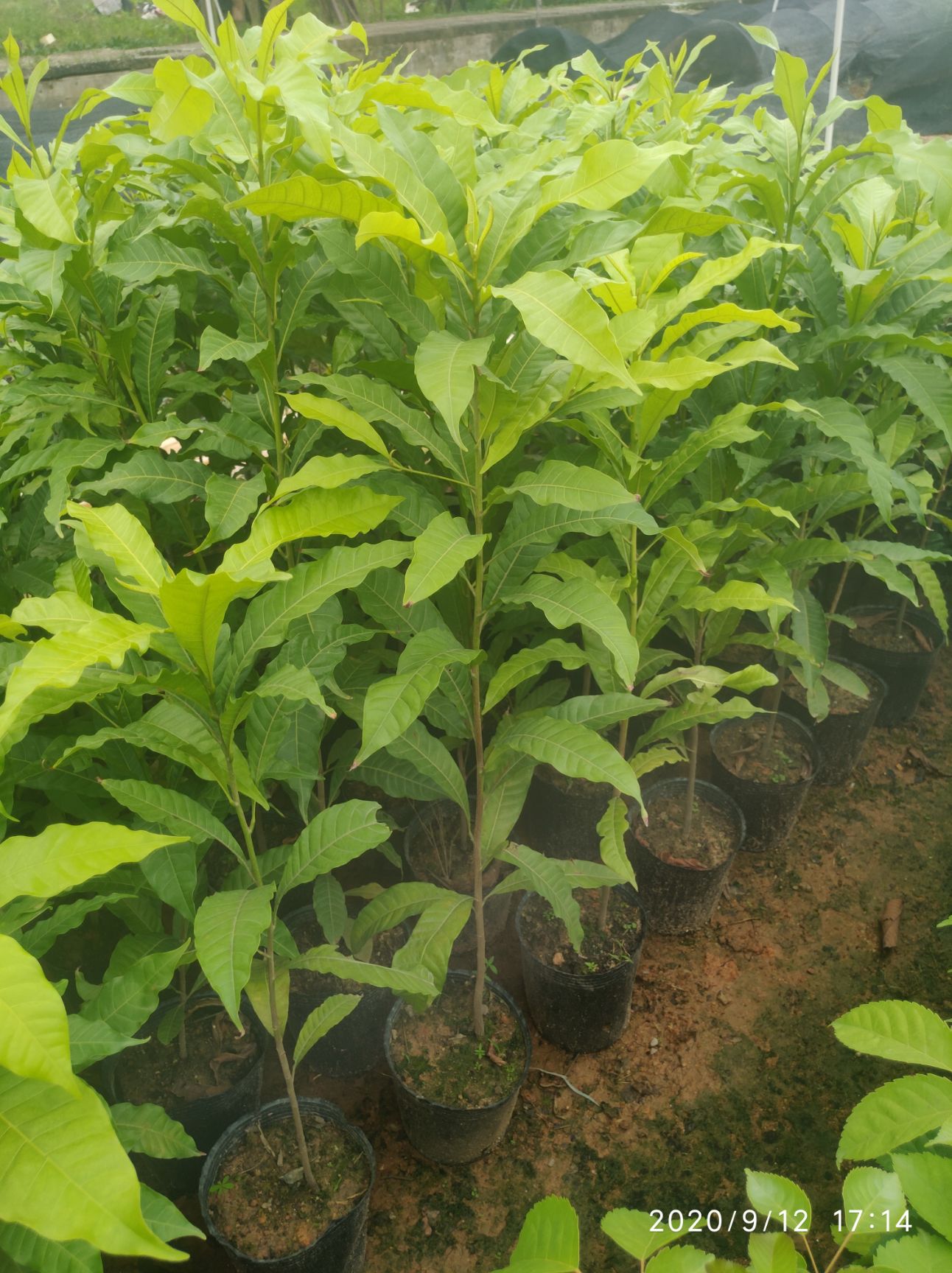 黄晶果苗  新品 包邮 24小时发货 自产自销