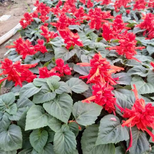 西安孔雀草，牵牛花，一串红，基地直供价格优惠
