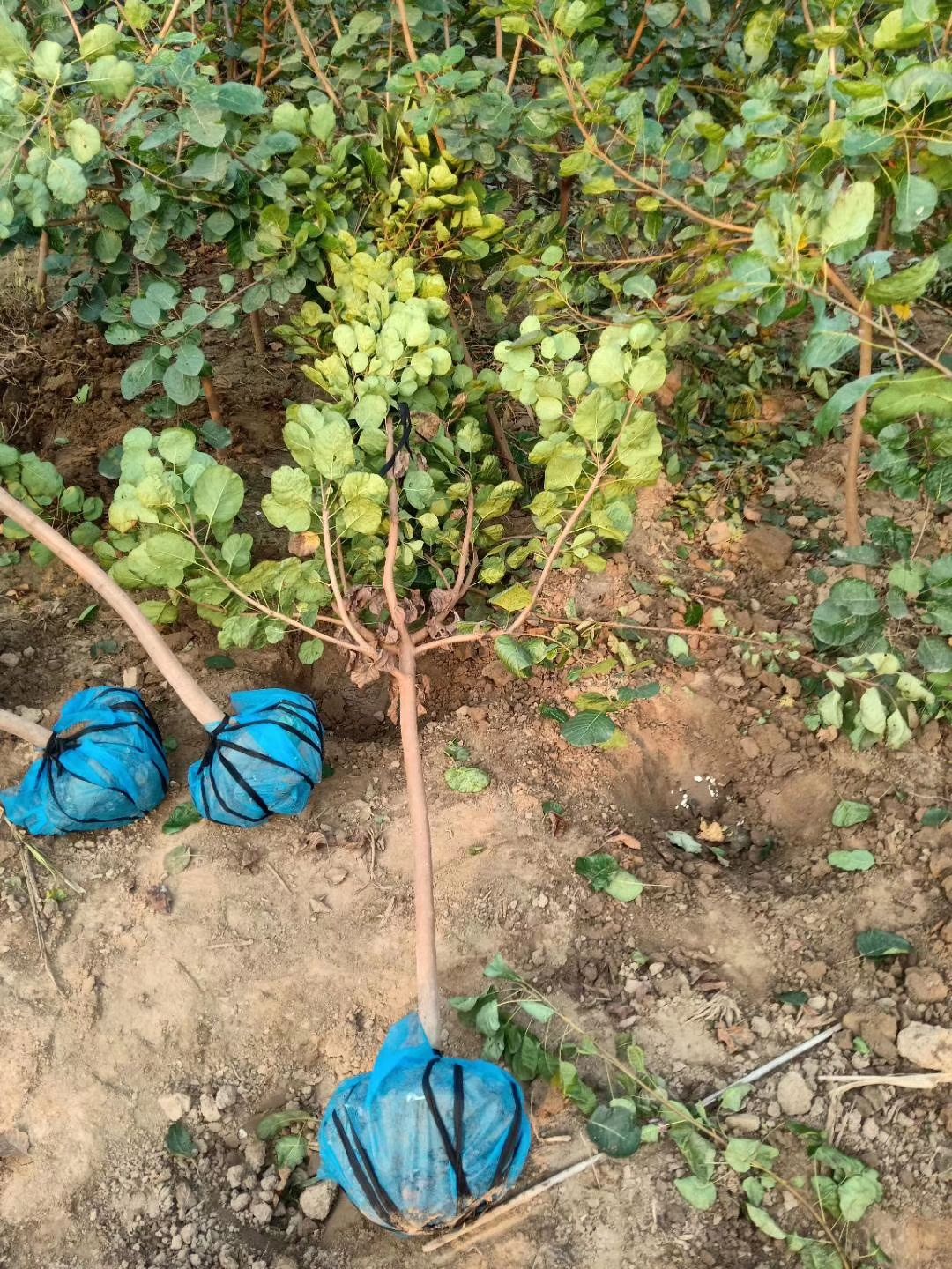 丛生黄栌  黄栌河北保定正宗黄栌价格黄栌厂家黄栌小苗批发黄栌