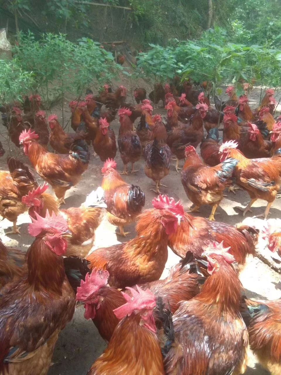 鸡苗，快大黄鸡苗，品种良好，90天能喂养到八斤，包邮欢迎致电