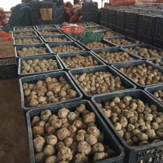 隆回县魔芋种子批发 提供技术包回收 支持全国包邮周边专车送货