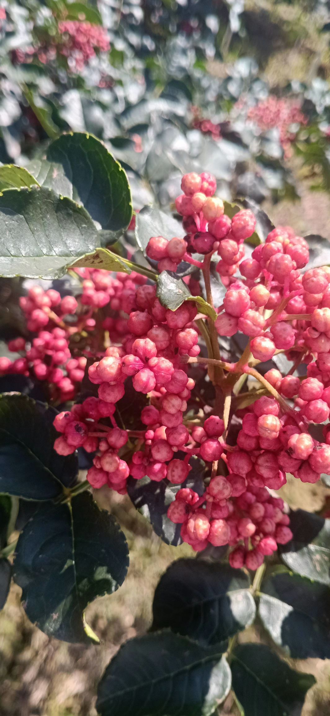 无刺花椒苗  无刺高产嫁接花椒