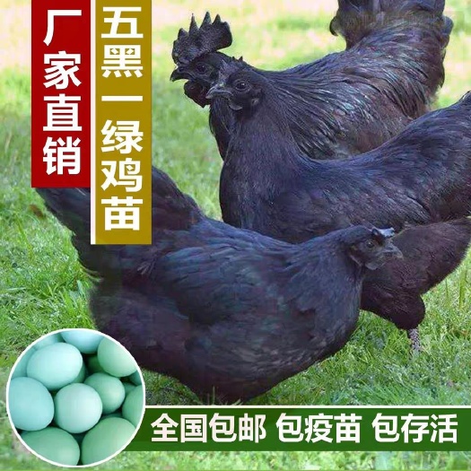 南宁五黑鸡苗  五黑绿壳蛋鸡苗，质量保证，运输包。