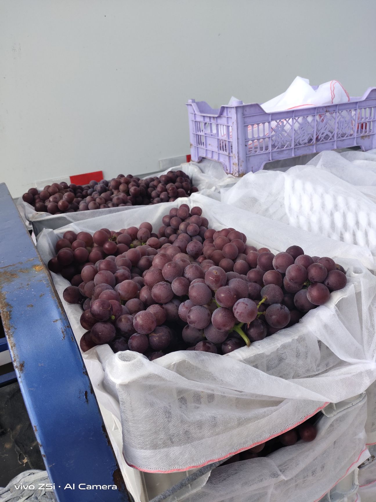  河北威县巨峰葡萄二茬大量供货，头茬产量很低主靠二茬