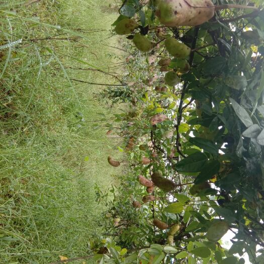 普安县野生八月瓜  中秋佳节在眼前，八月桂花香满园。看望父母送点礼八月瓜来香又甜