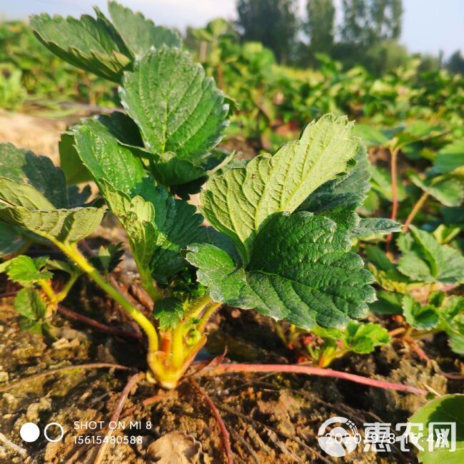 红玉草莓苗价格多少钱一棵 越秀脱毒草莓种苗草莓苗新品种有哪些