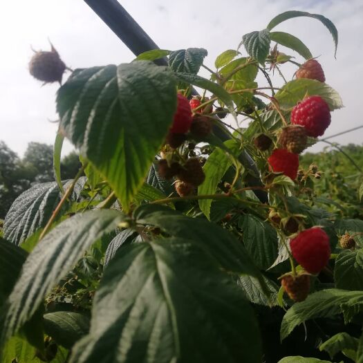 临夏市红树莓 甘肃省临夏回族自治州临夏市 鲜果