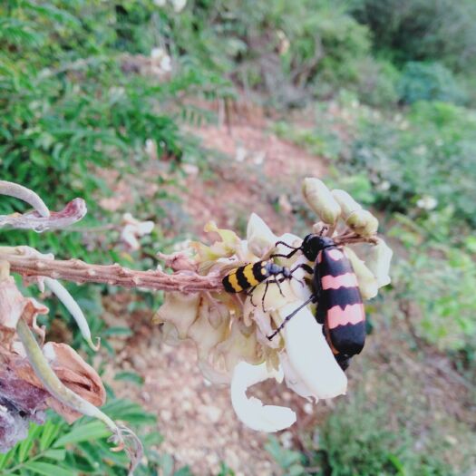 象州县豆虫  斑猫虫