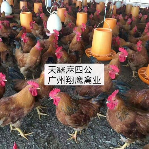 广州麻鸡苗 正宗温氏天露麻四公