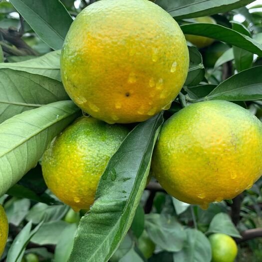 资阳特早蜜桔  四川资阳蜜桔，大量上市，全国供应，货源充足，产地直发。