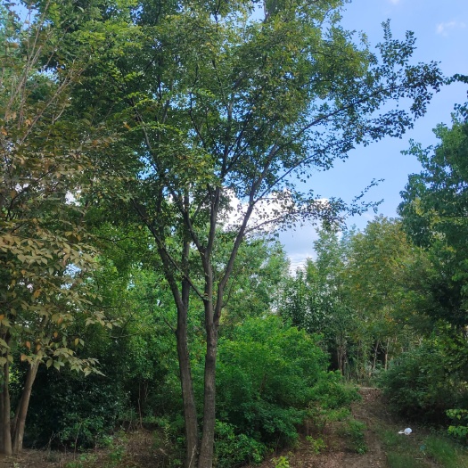 句容市丛生朴树 