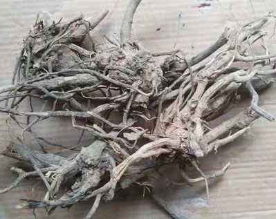 惠水縣菊苣根  羊耳菊根
