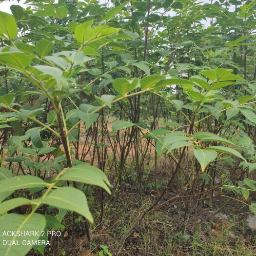 樟树市 吴茱萸扦插苗两年半 已挂果