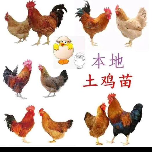 南宁鸡苗，灵山土鸡苗，可分公母，品种保证，诚信经营，包邮