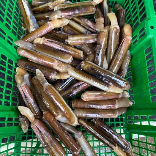 广州北海生蚝 海水 1-2两/只 鲜活水产 