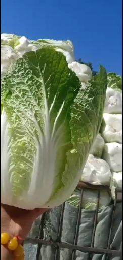 固原 精品黄心大白菜，货美价兼，欢迎订购