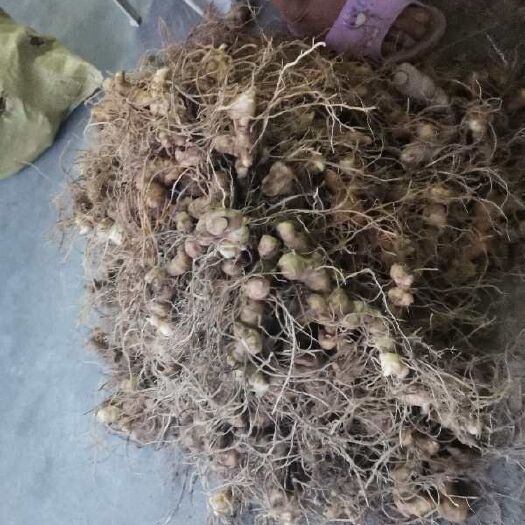 永兴县（现货）
姜型黄精，山里，无任何污染，现挖鲜货供应！！