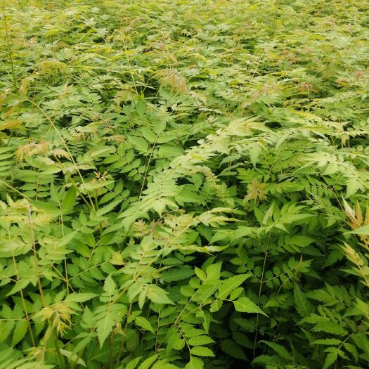 洪雅县普通栾树  栾树苗，又能造林，也能绿化，好栽成活率高。