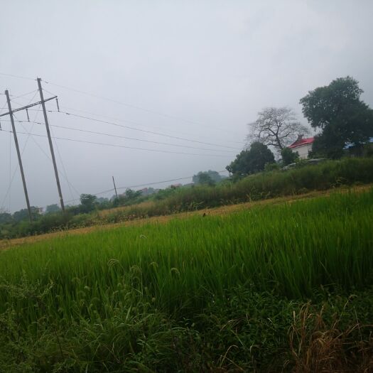 庐山市沙地 土地出租水果种植，蔬菜种植，农用地500亩水源好交通便利