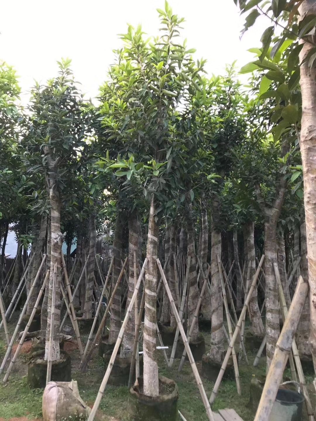 其它苗木 水翁（蓝宝石）