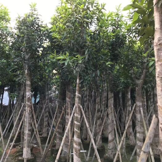 普宁市其它苗木 水翁（蓝宝石）