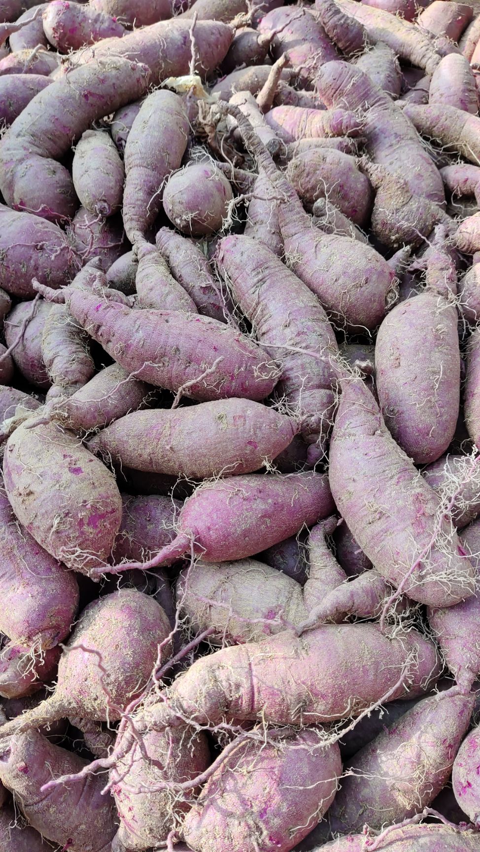 花叶二代贵妃紫，纯丘陵沙土地，它口感特别香甜，