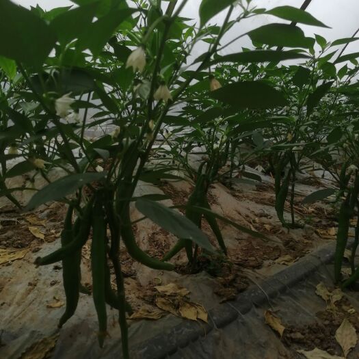 津市市丰抗21辣椒 新苗辣椒（丰杭21号）