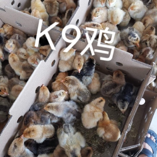 南宁K9鸡苗 母