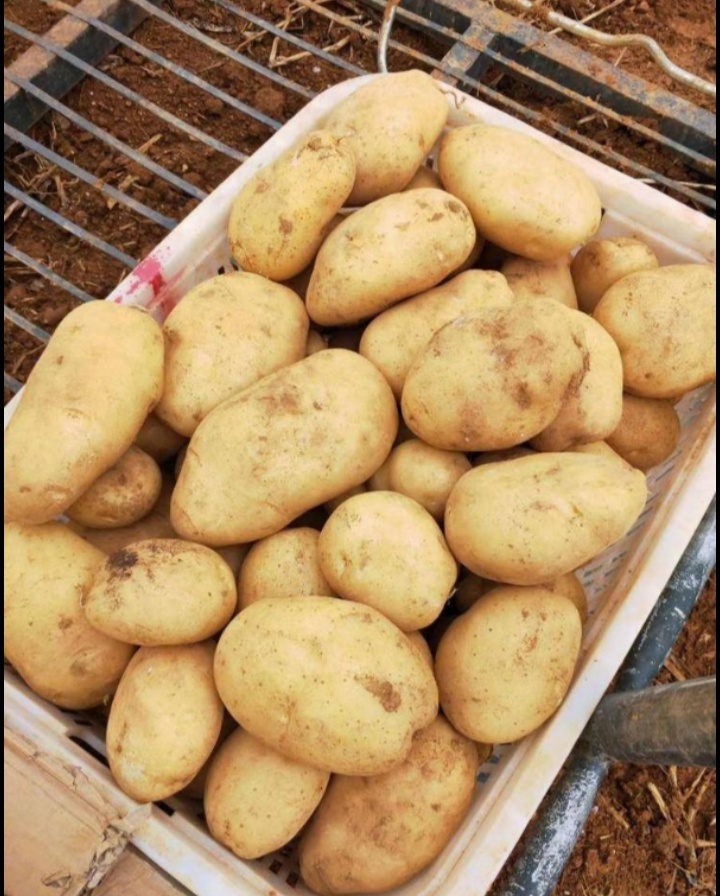 马尔科土豆 甘肃定西精品土豆 黄白心 口感好