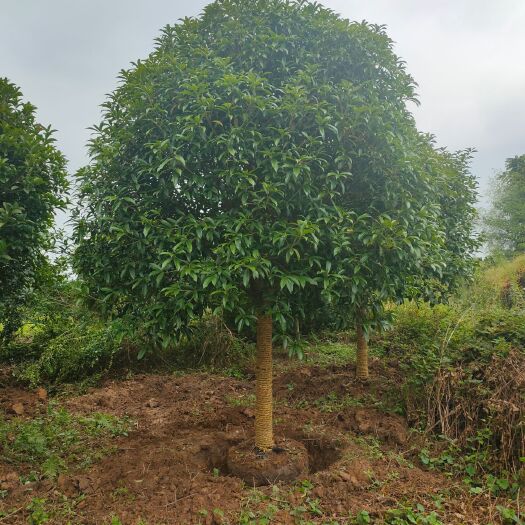 普通桂花树 断根桂花树10--25公分出售