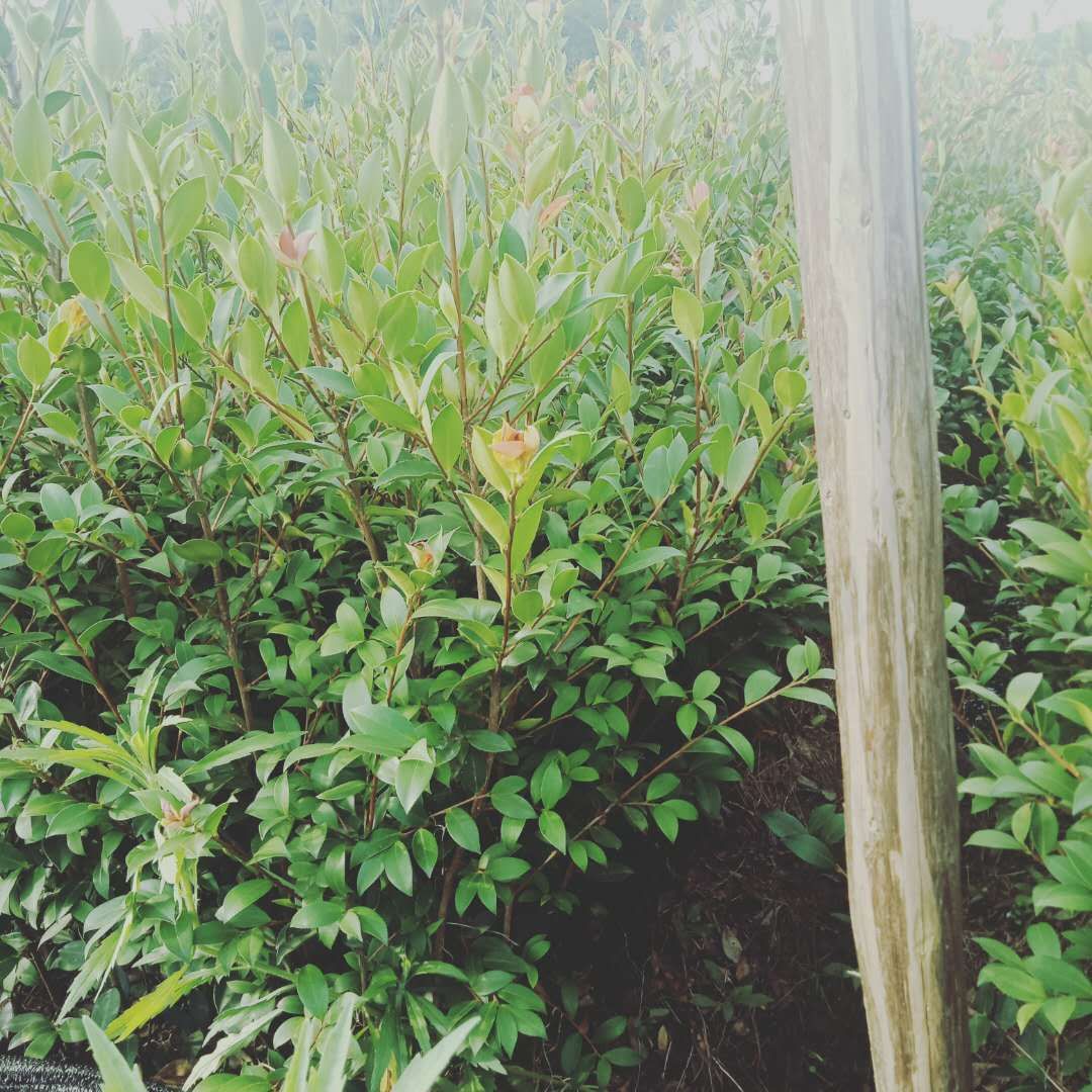 油茶苗 良优油茶嫁接苗
