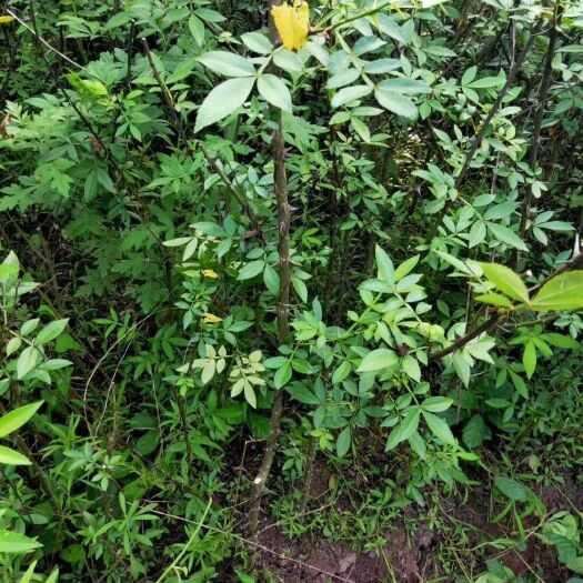 遵义九叶青花椒苗10万株苗出售