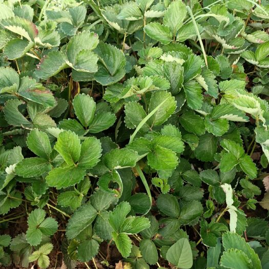 中牟县红颜草莓苗 10~20公分 地栽苗