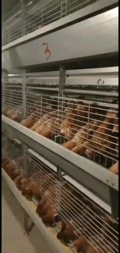 青年鸡 现货出售70天优质海兰褐低价出售