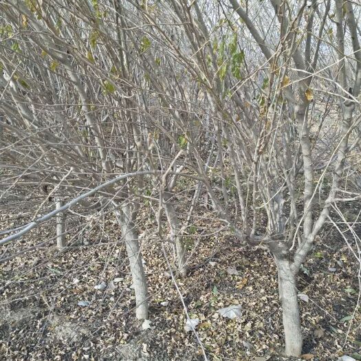 平邑县花叶木槿 木槿