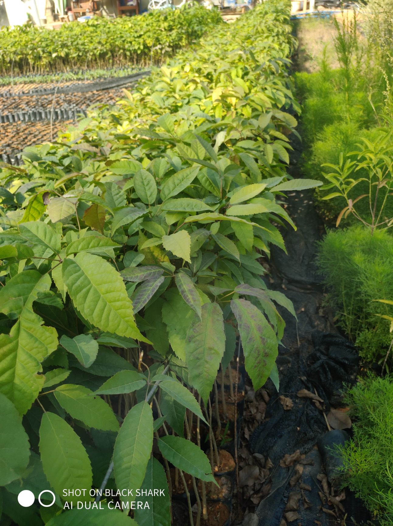 绣球紫花风铃木 落叶开花 春季开花