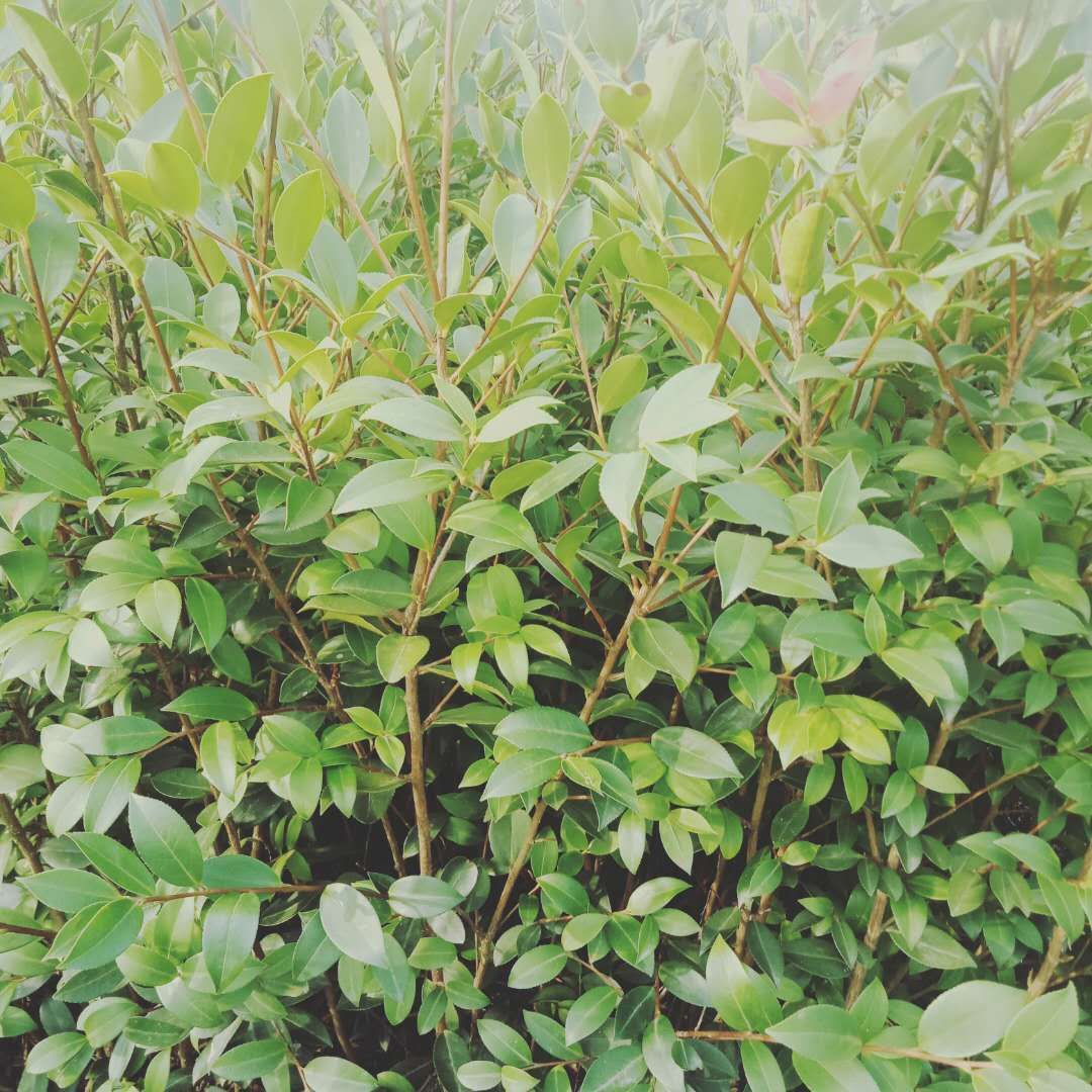 油茶苗 良优油茶嫁接苗
